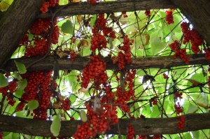 the berkshires 2014 025